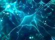 neural connections