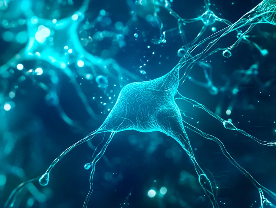 neural connections